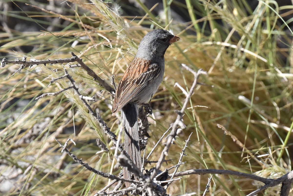 Black-chinned Sparrow - ML579254771