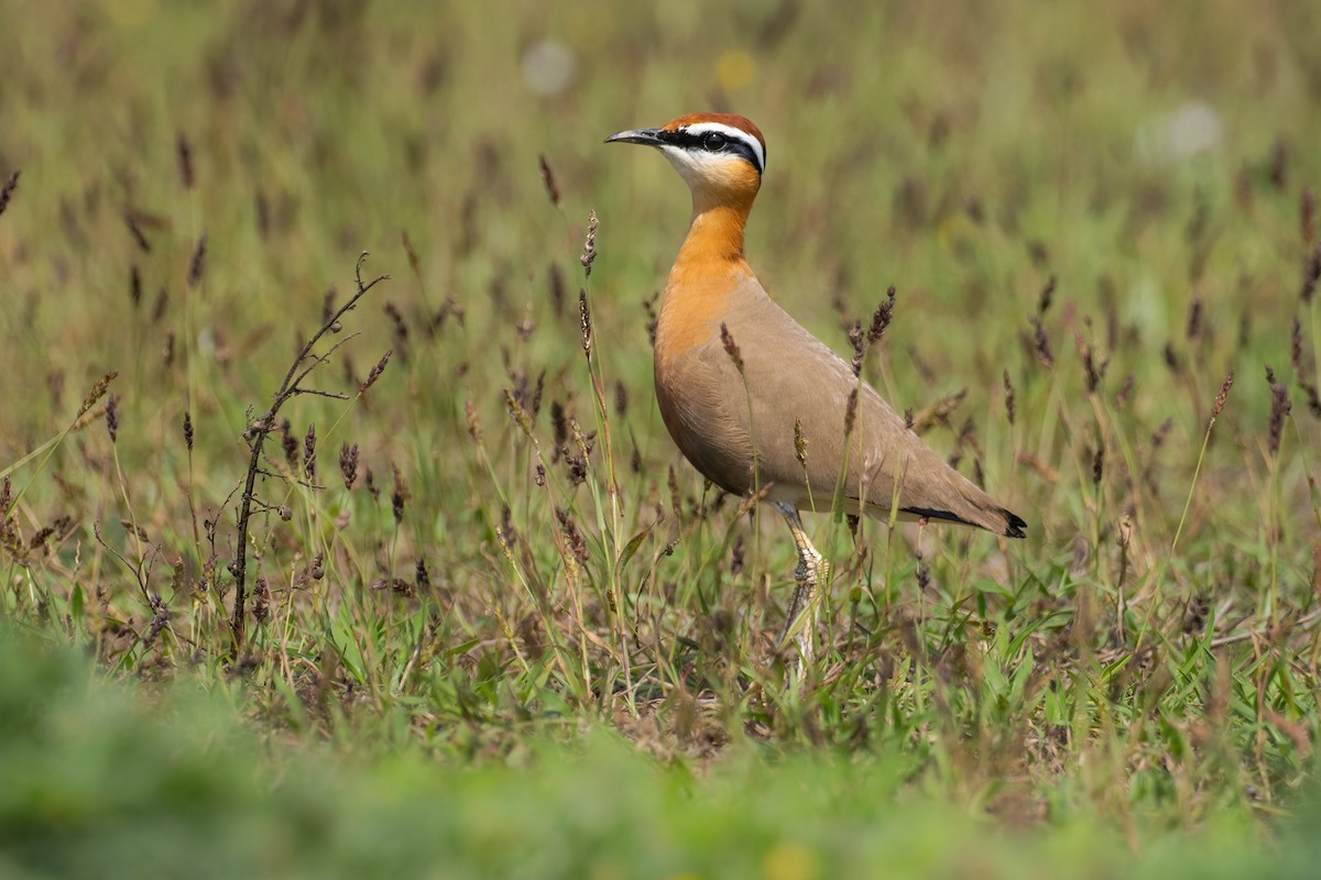 Indian Courser - ML579255831