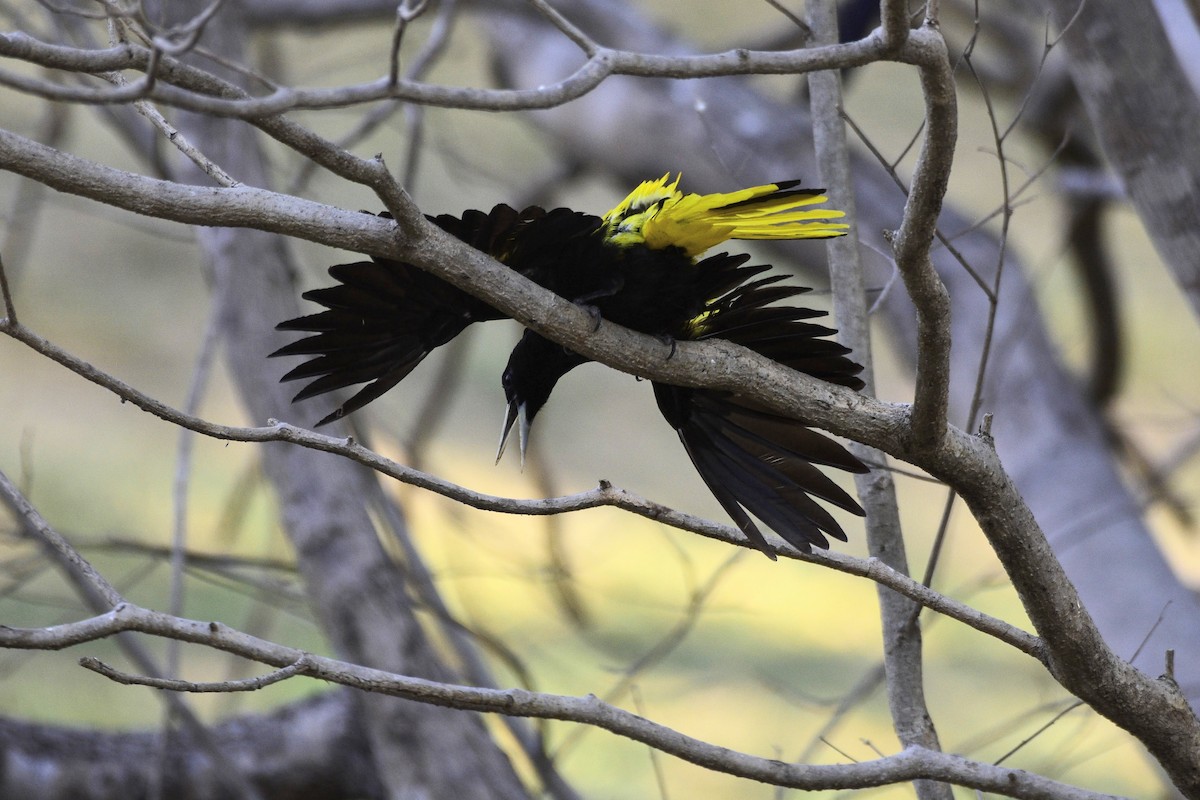 Yellow-winged Cacique - David de Rivera Tønnessen