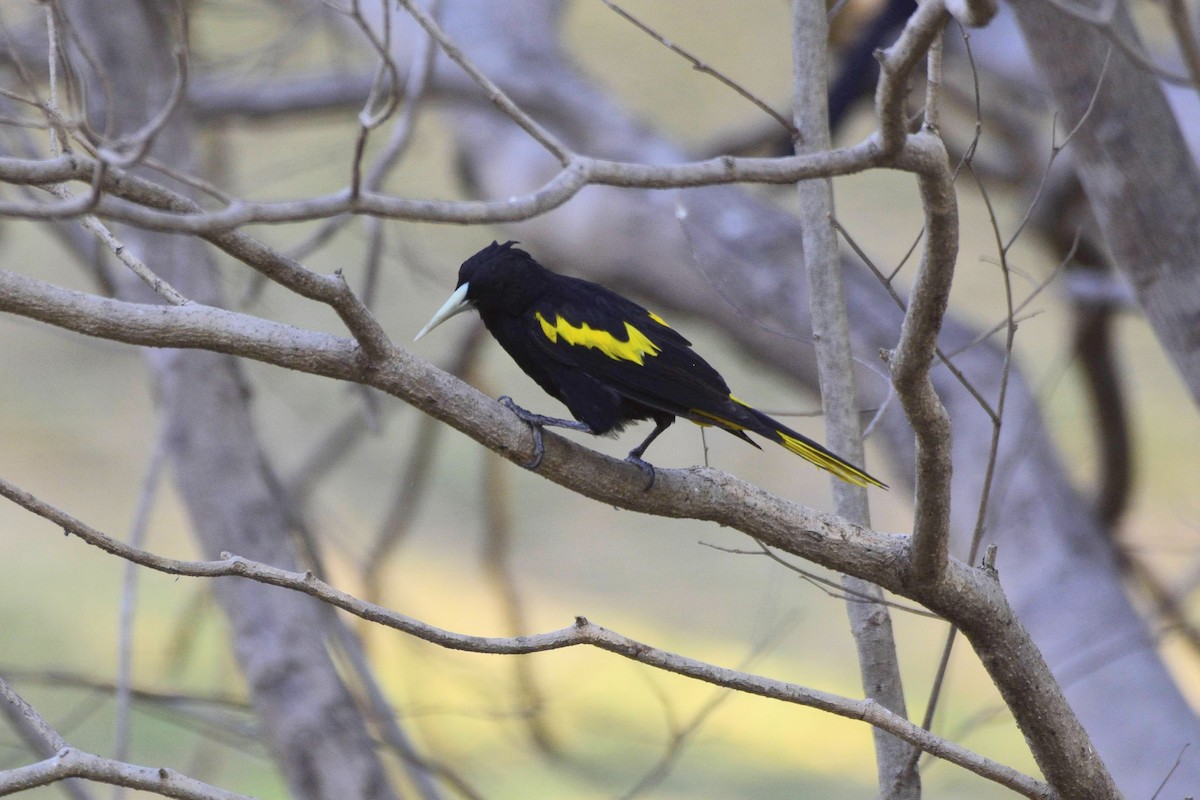Yellow-winged Cacique - ML579258861