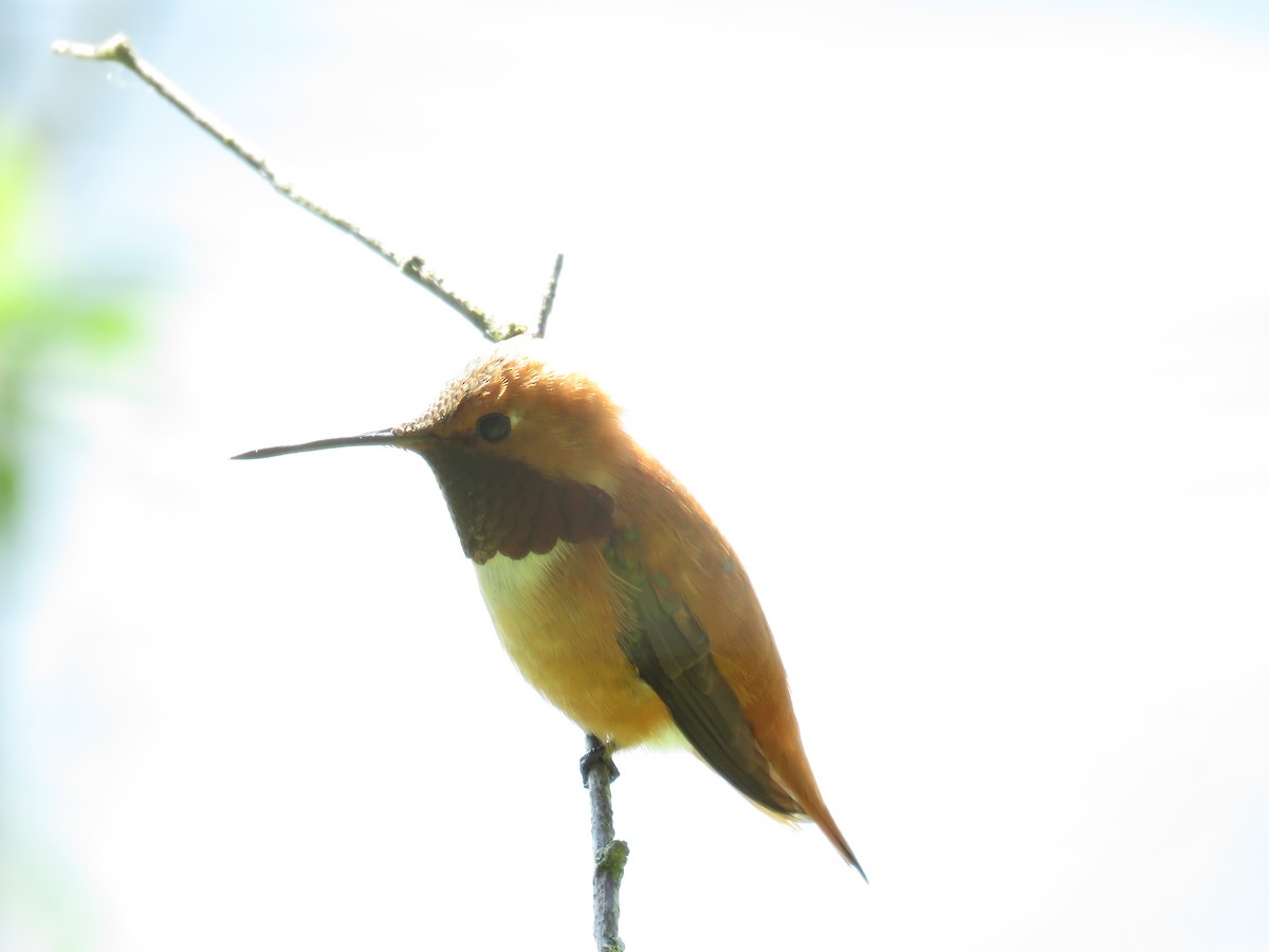 Rufous Hummingbird - ML579260471