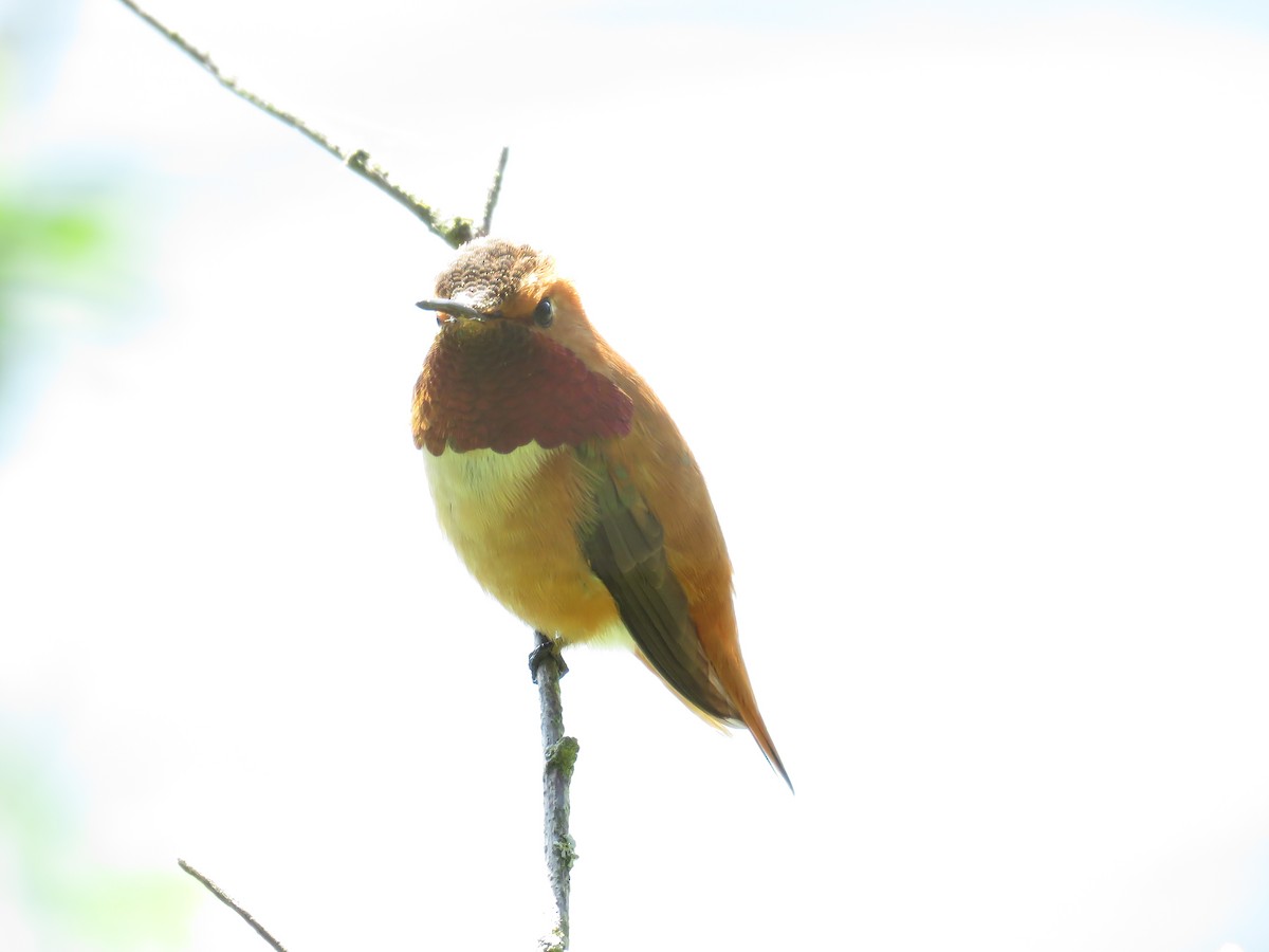 Rufous Hummingbird - ML579260481