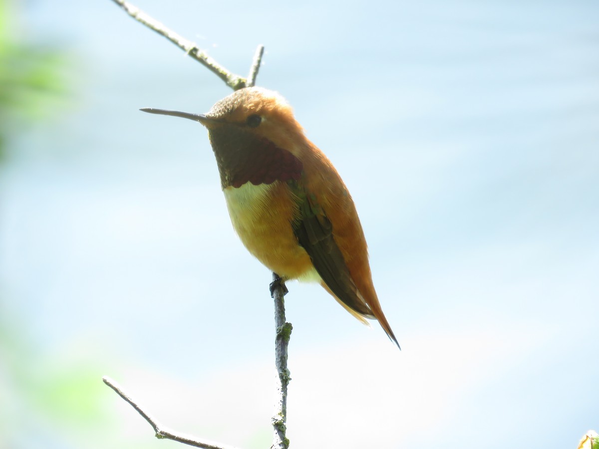 Rufous Hummingbird - ML579260501