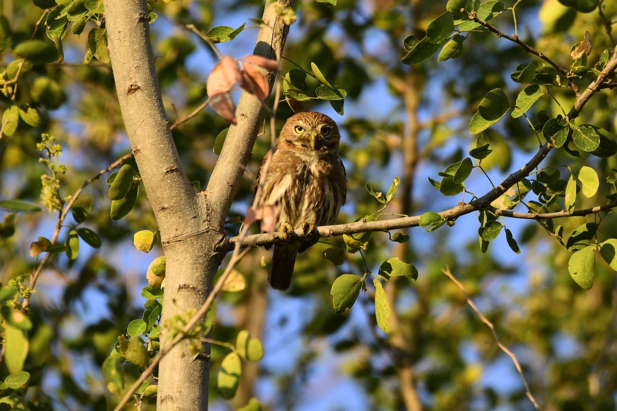 Ferruginous Pygmy-Owl - ML579261521
