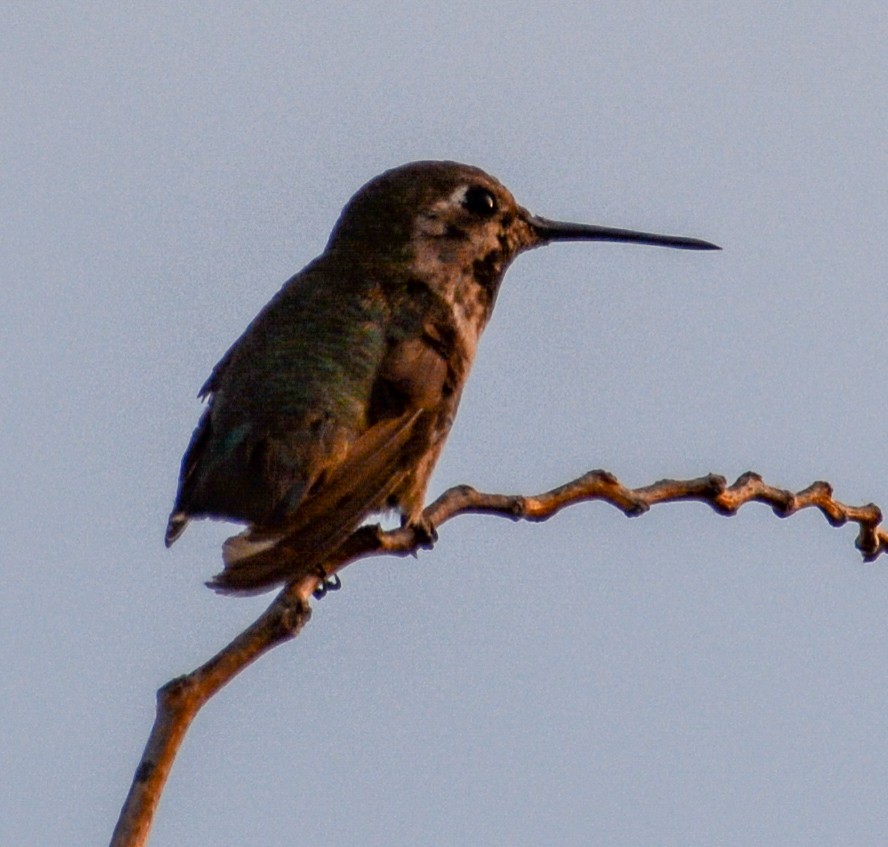 Anna's Hummingbird - ML579263571