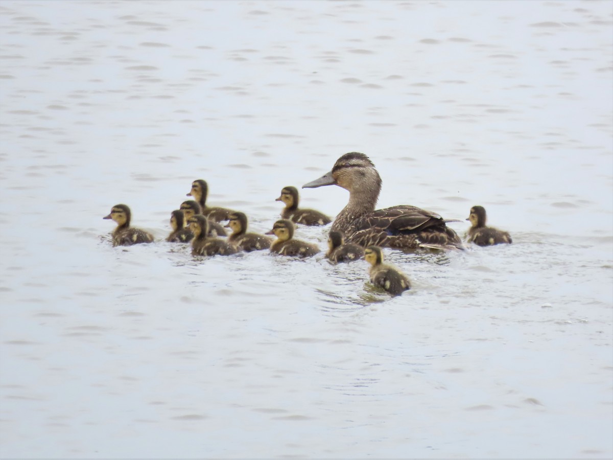 Maryland-DC Breeding Bird Atlas Checklist - 9 May 2023 - Poplar Island ...