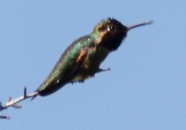 Anna's Hummingbird - ML579265901