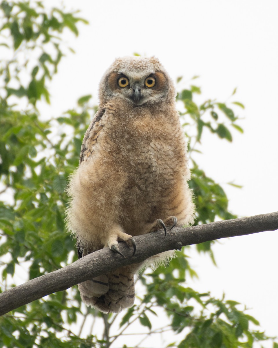 Great Horned Owl - ML579266541