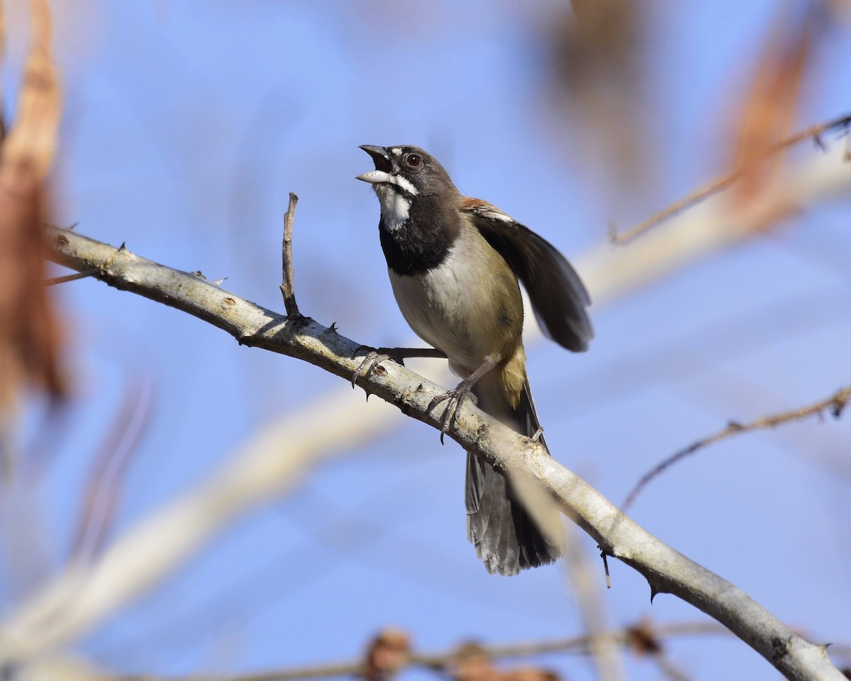 Black-chested Sparrow - David de Rivera Tønnessen