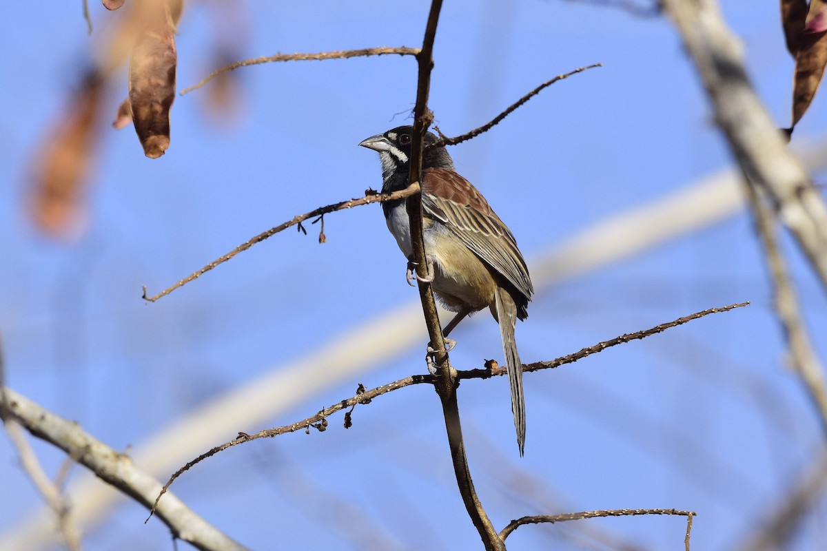 Black-chested Sparrow - ML579266761