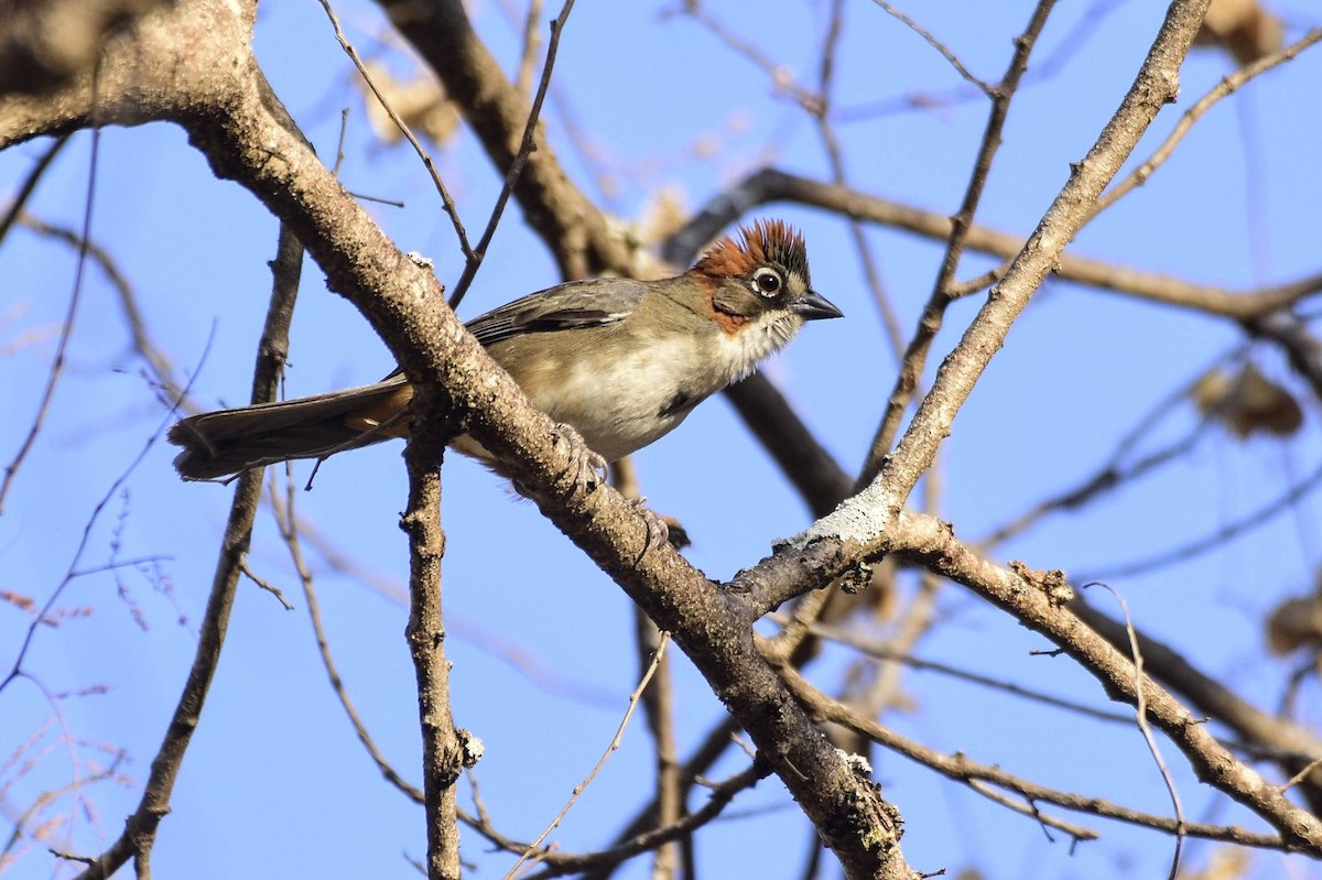 Rusty-crowned Ground-Sparrow - ML579266931