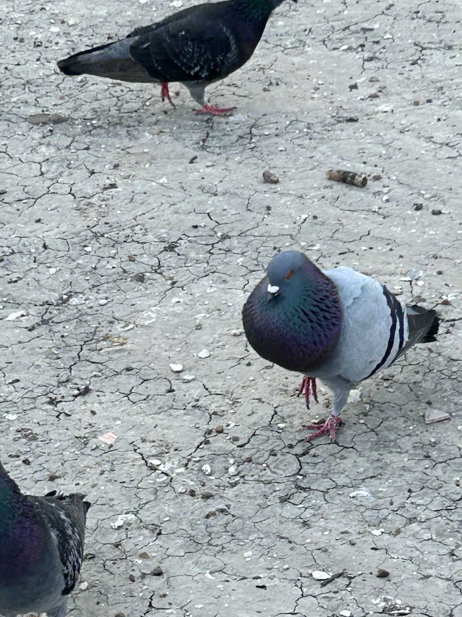 Rock Pigeon (Feral Pigeon) - ML579270511