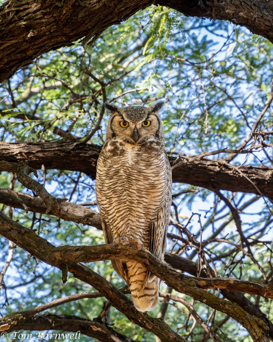Great Horned Owl - ML579270971