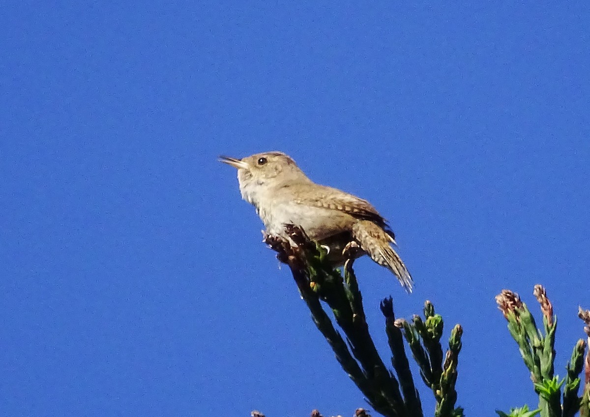 House Wren - ML579271021