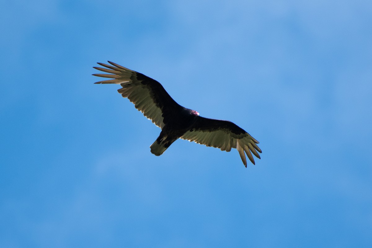 Turkey Vulture - ML579271631