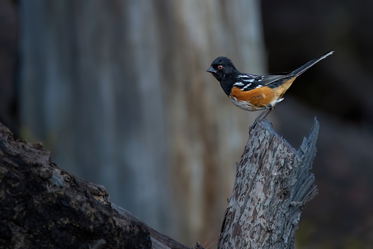 Spotted Towhee - ML579274381