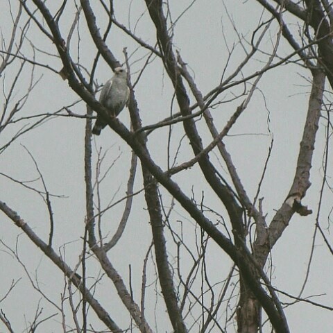 White-tailed Kite - ML57927441