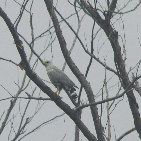 White-tailed Kite - ML57927461