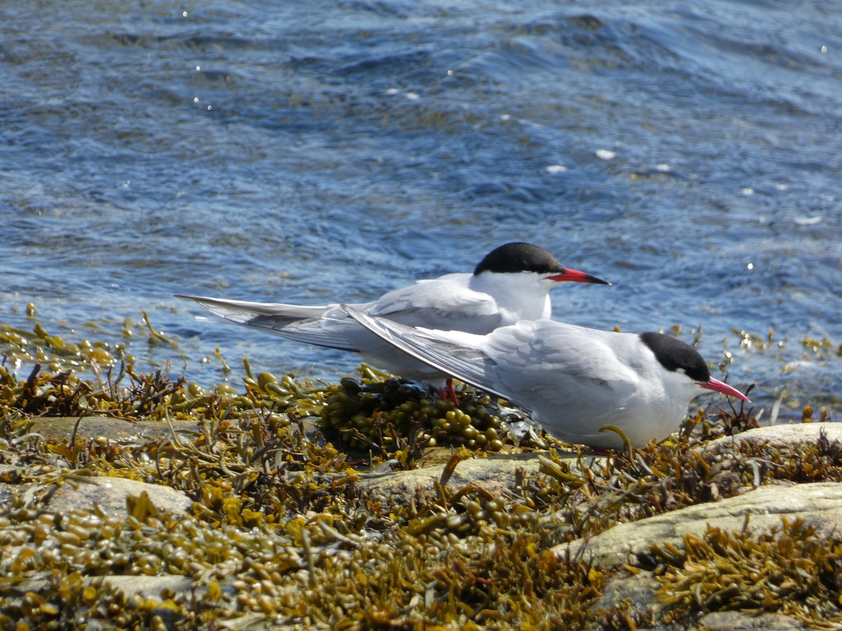 Arctic Tern - ML579276761