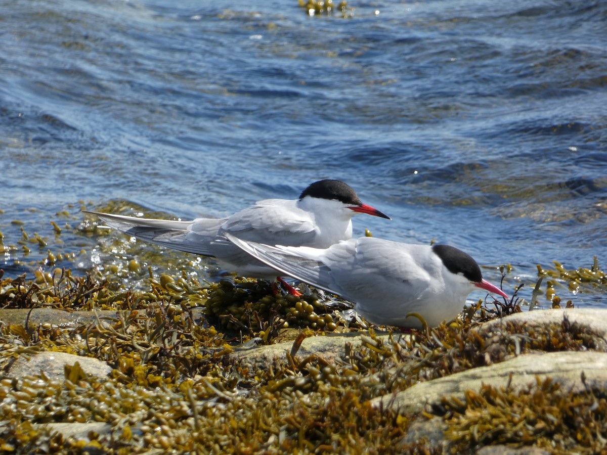 Arctic Tern - ML579276781