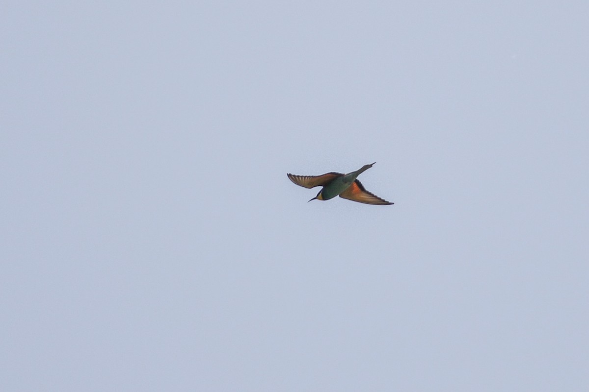 European Bee-eater - ML579277231
