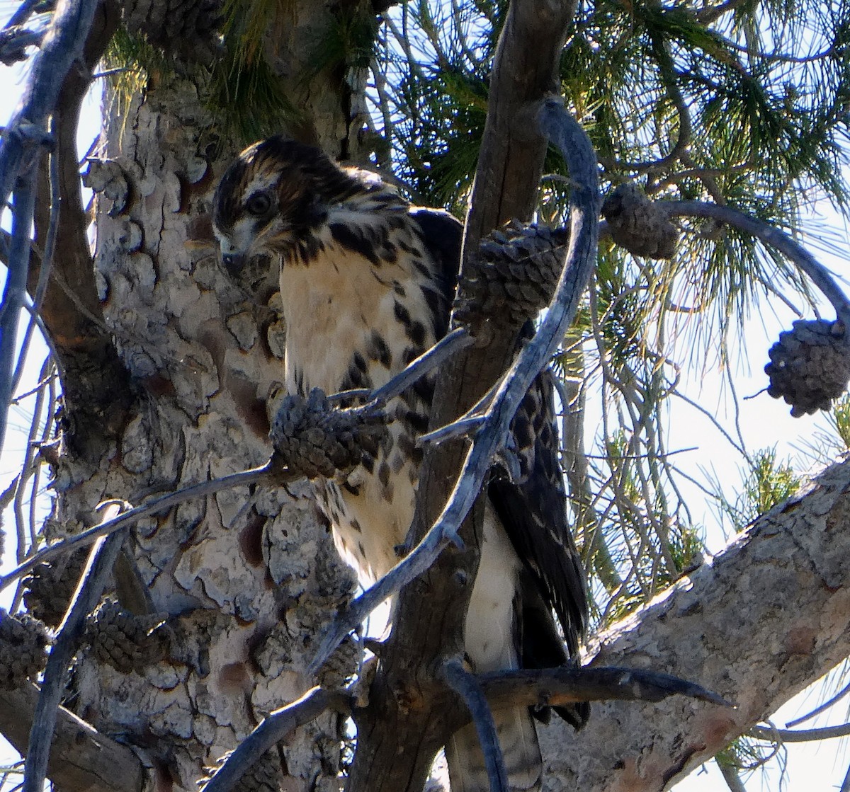 Red-tailed Hawk - ML579281221