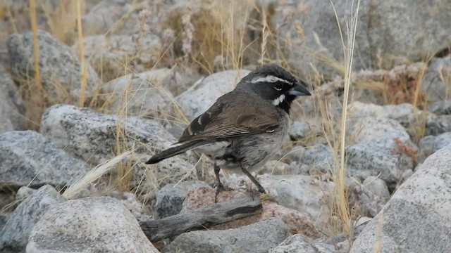 Black-throated Sparrow - ML579281601