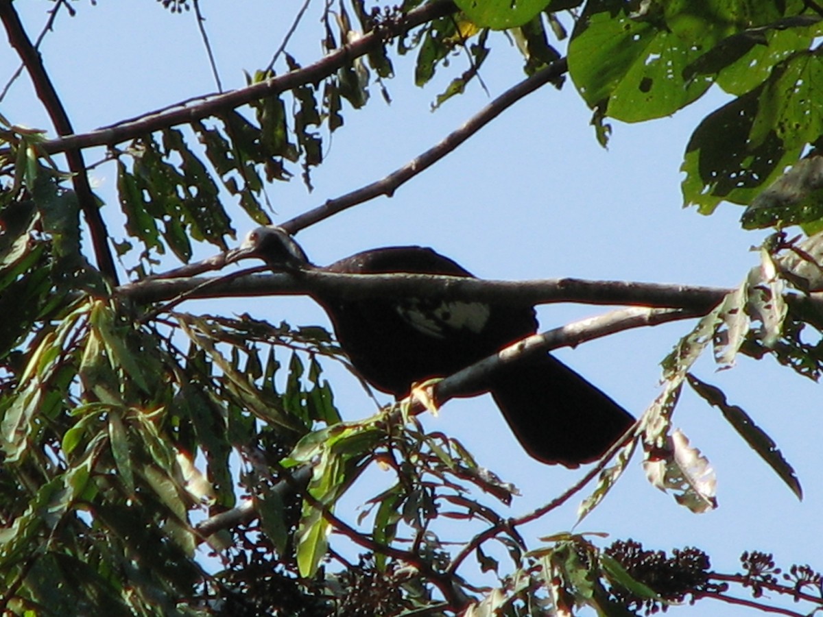 White-throated Piping-Guan - ML579283341
