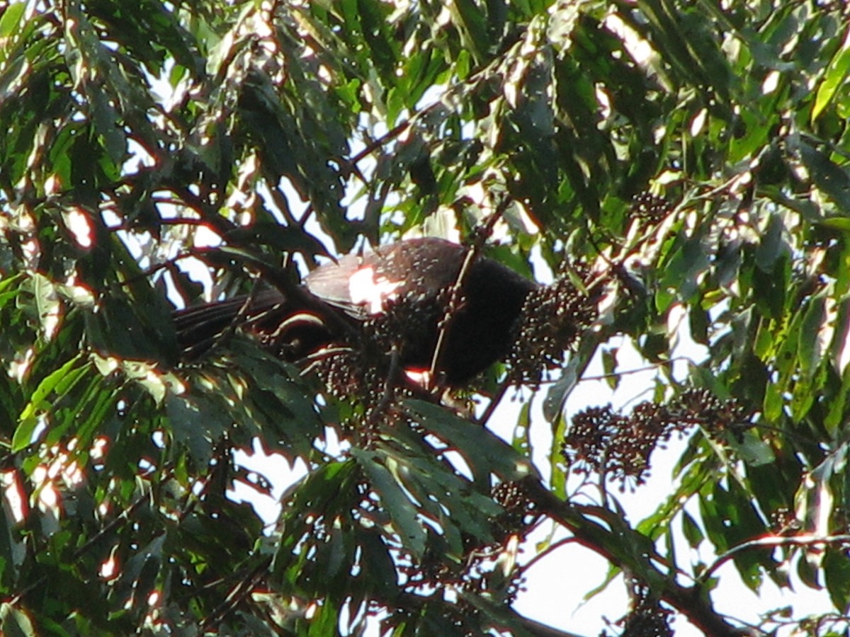 White-throated Piping-Guan - ML579283351