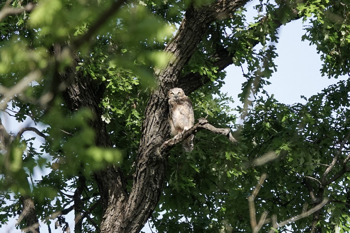 Great Horned Owl - ML579284261