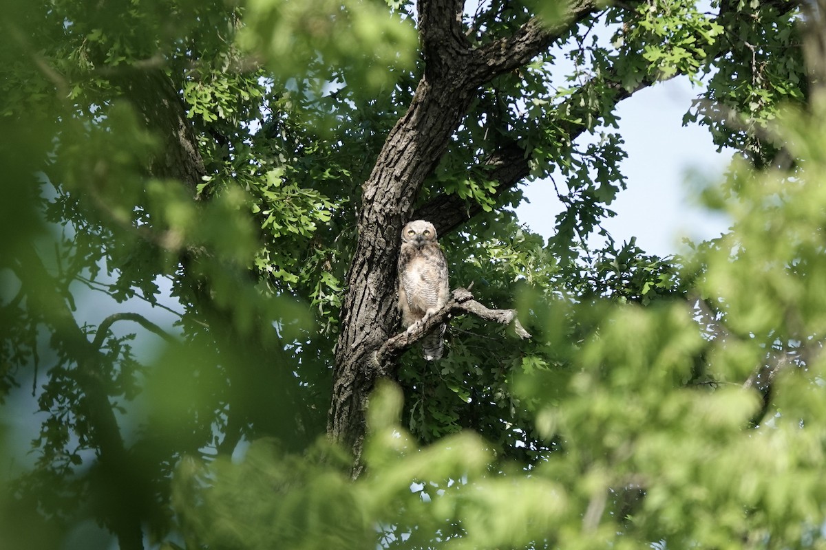 Great Horned Owl - ML579284271