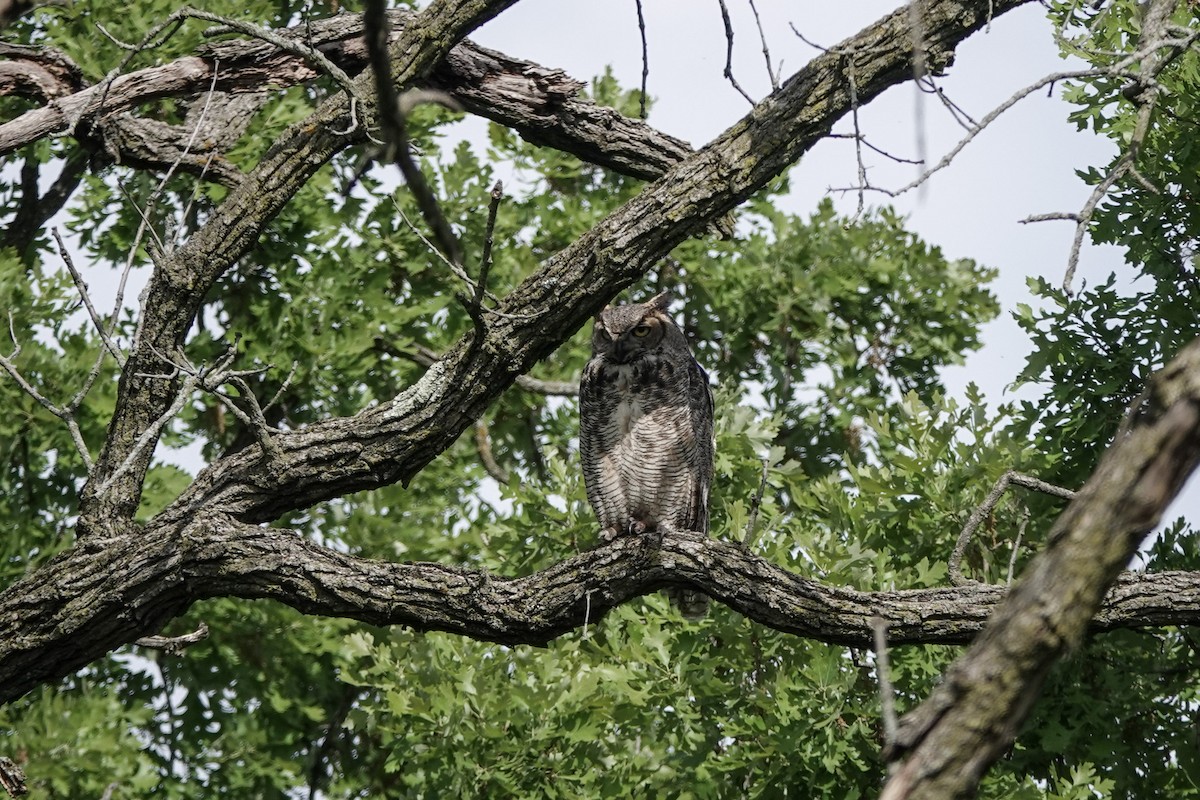 Great Horned Owl - ML579284981