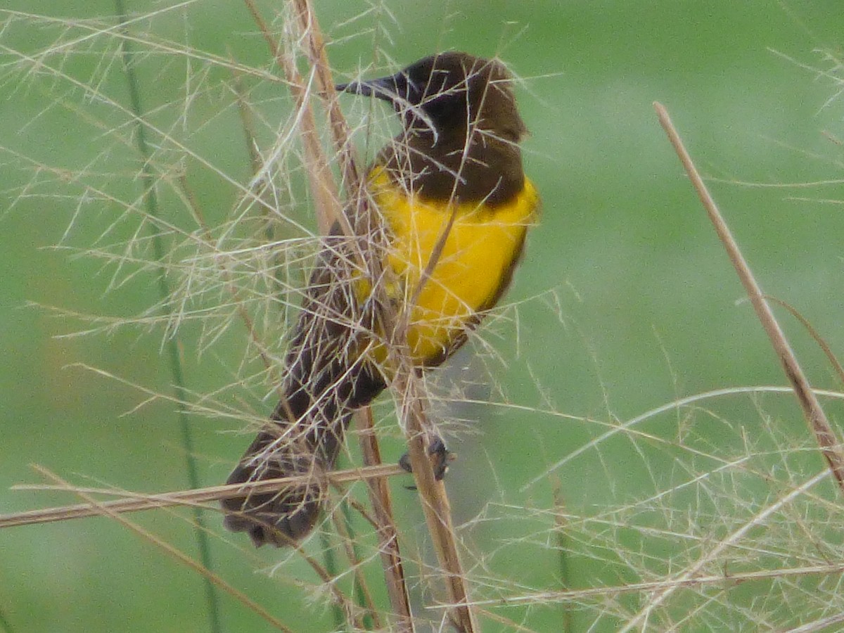 Brown-and-yellow Marshbird - Gaspar Borra