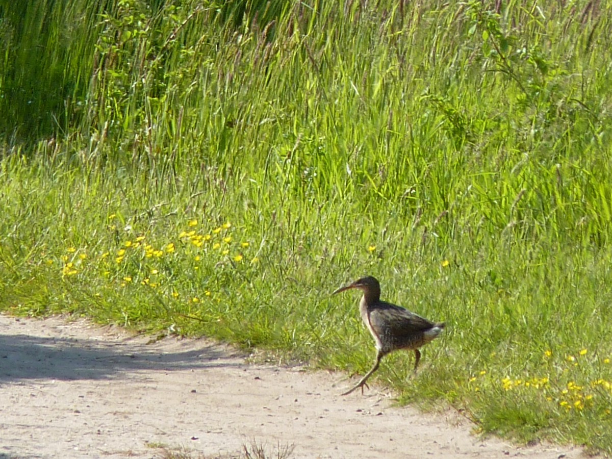 Ebird Checklist May Fort Hill Eastham Species