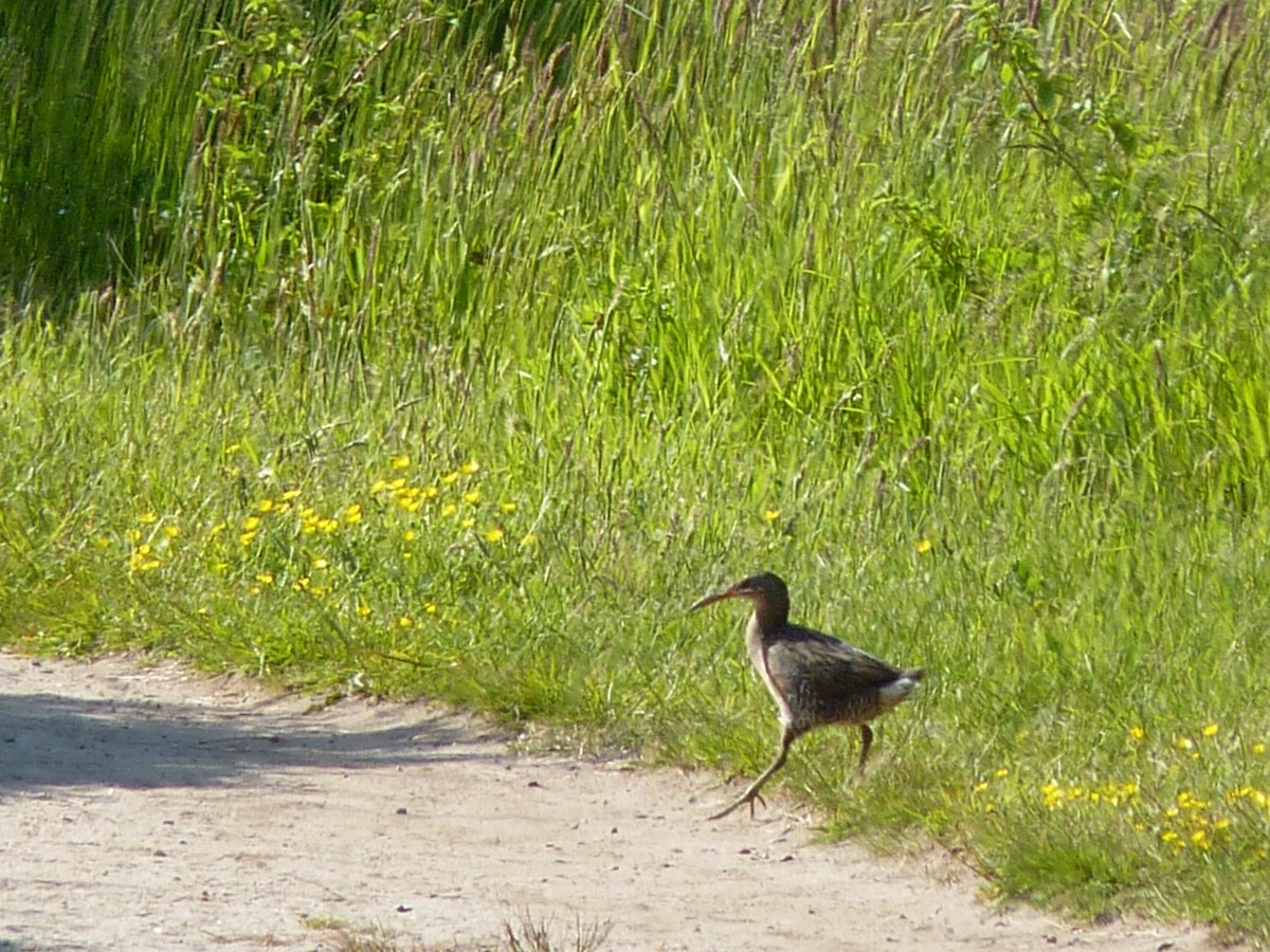 eBird Checklist 30 May 2023 Fort Hill, Eastham 36 species
