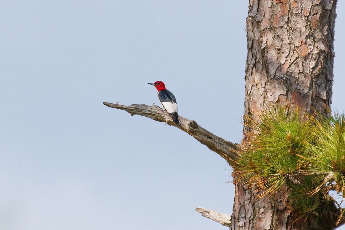 Red-headed Woodpecker - ML579289991