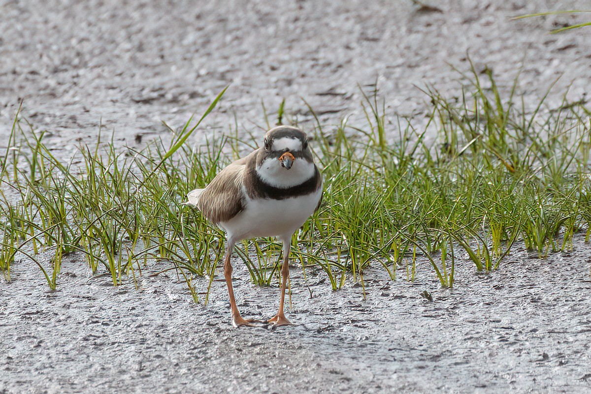 Semipalmated Plover - ML579290441