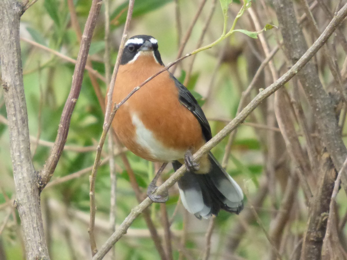 Black-and-rufous Warbling Finch - ML57929111