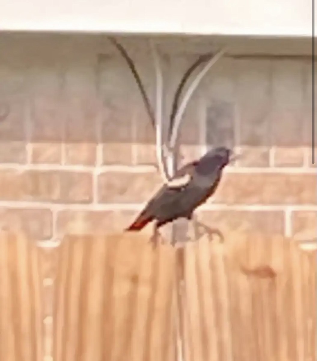 Red-winged Blackbird - ML579294891