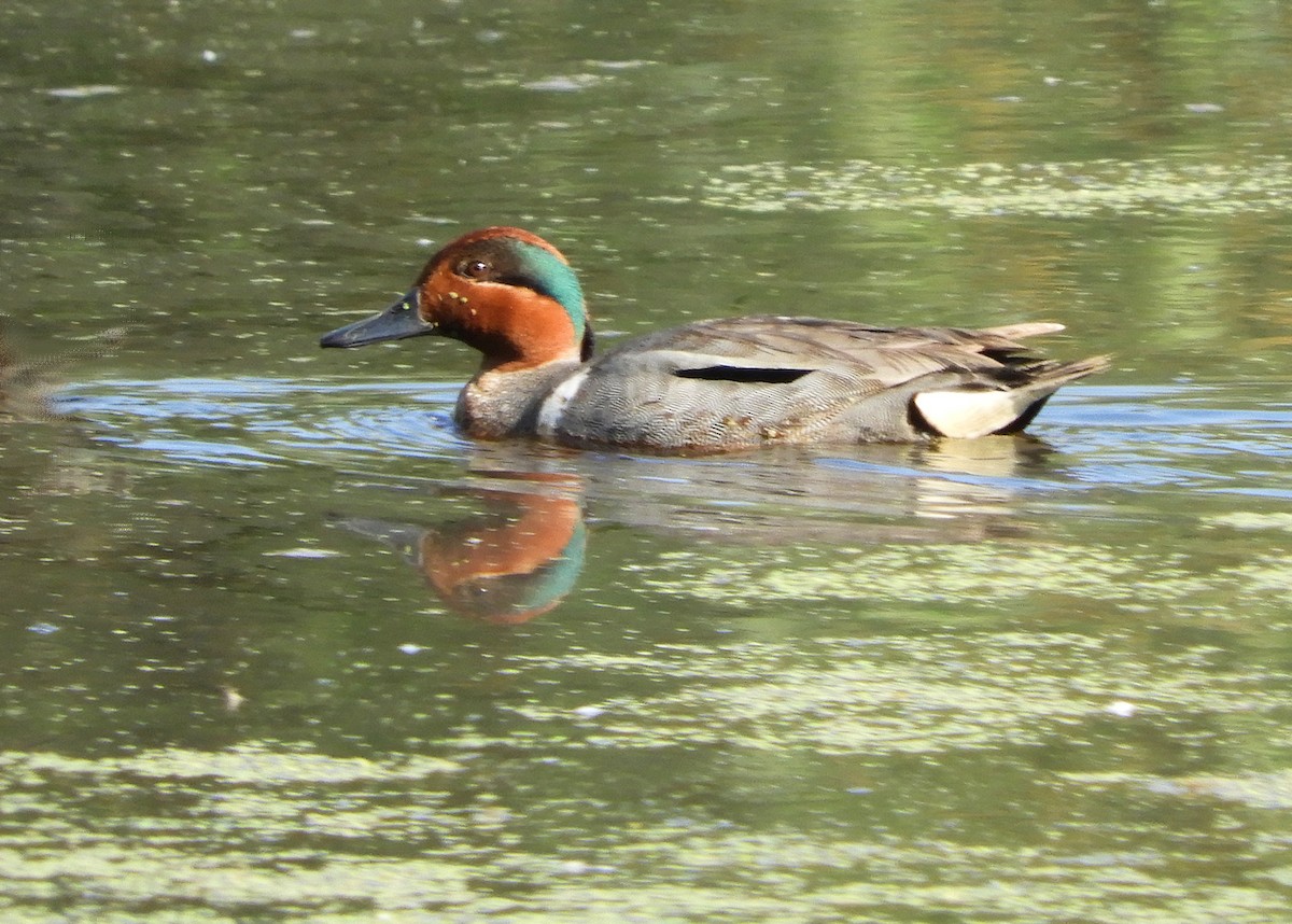 Green-winged Teal - ML579294901