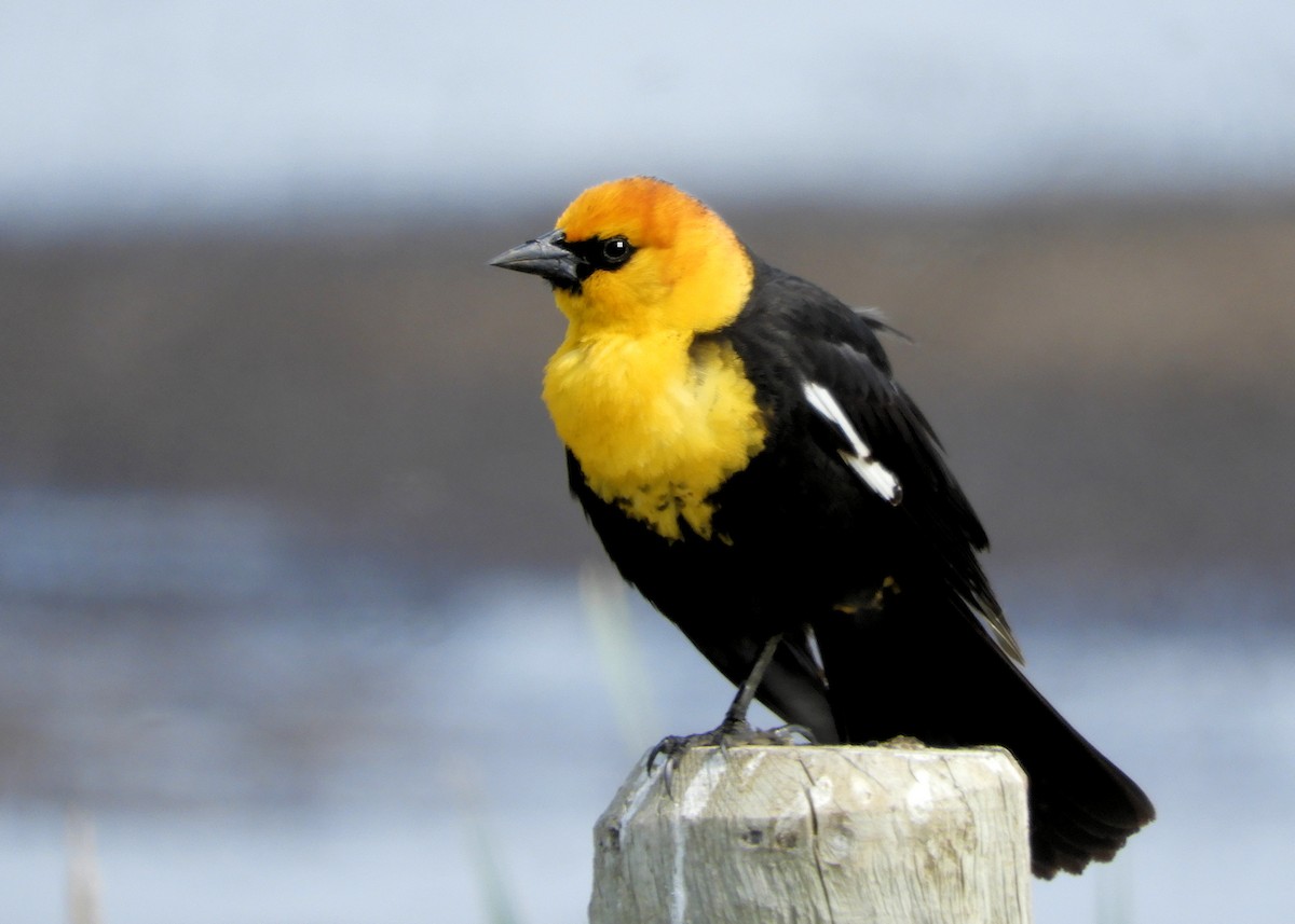 Yellow-headed Blackbird - ML579295791