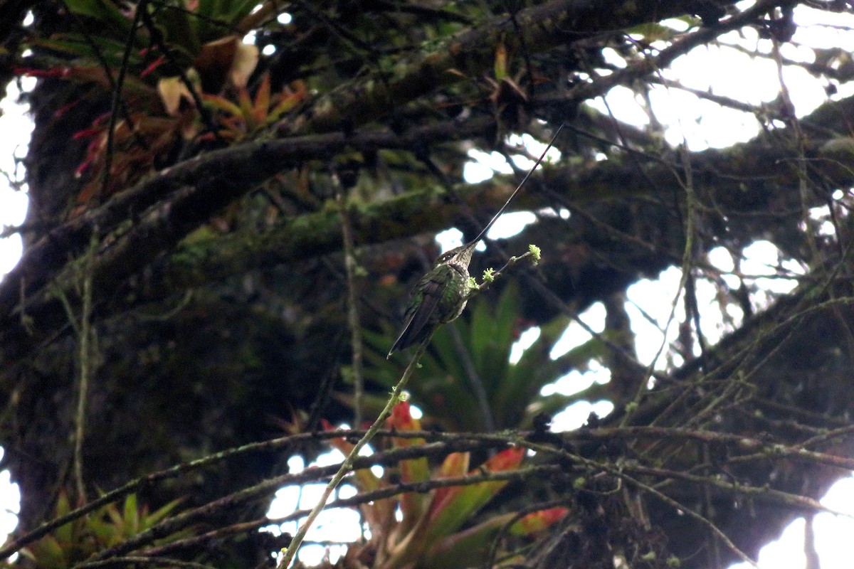 Sword-billed Hummingbird - ML579296041