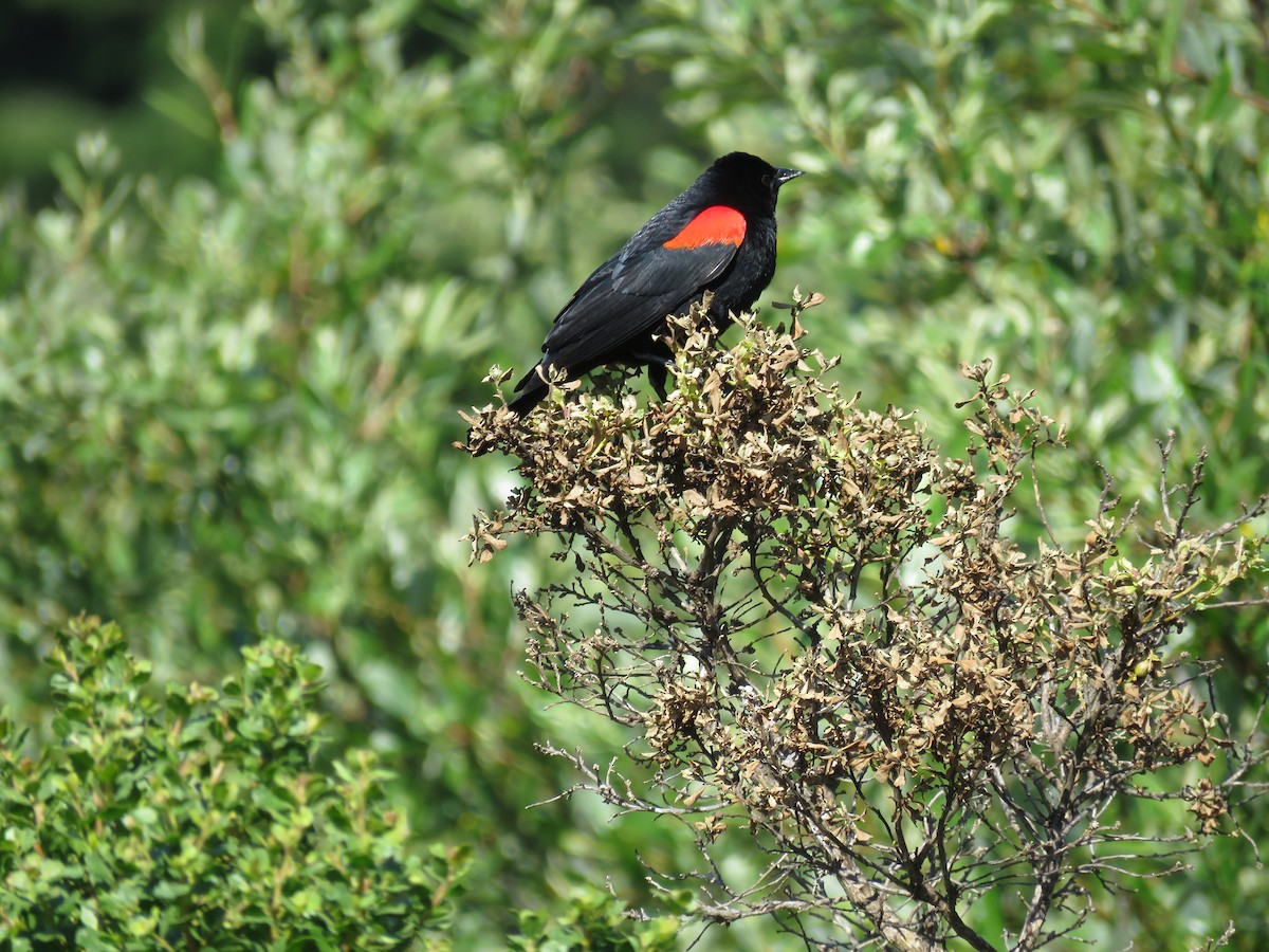 Red-winged Blackbird - Jennifer Rycenga