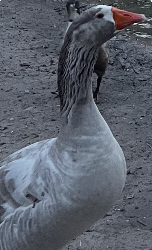 Graylag Goose (Domestic type) - julianna perez