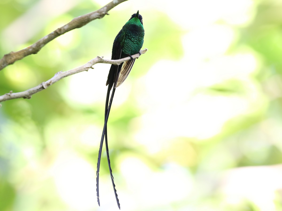 kolibřík černozobý - ML579298631