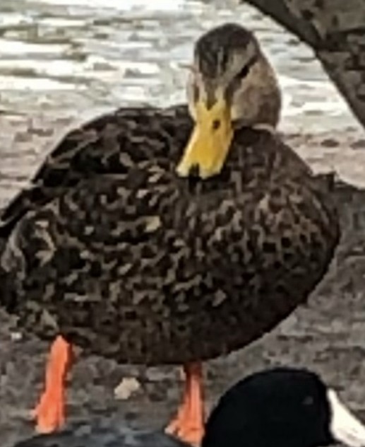 Mottled Duck - julianna perez
