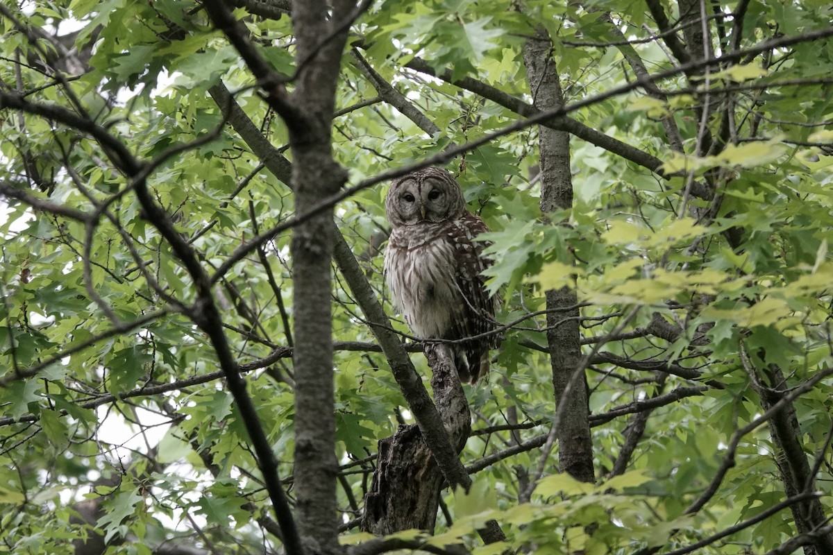 Barred Owl - ML579300821