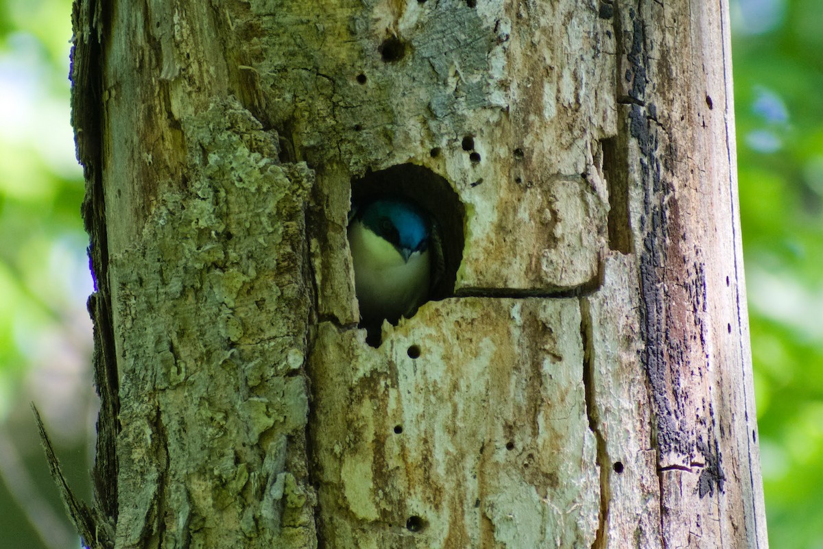 Tree Swallow - ML579302181