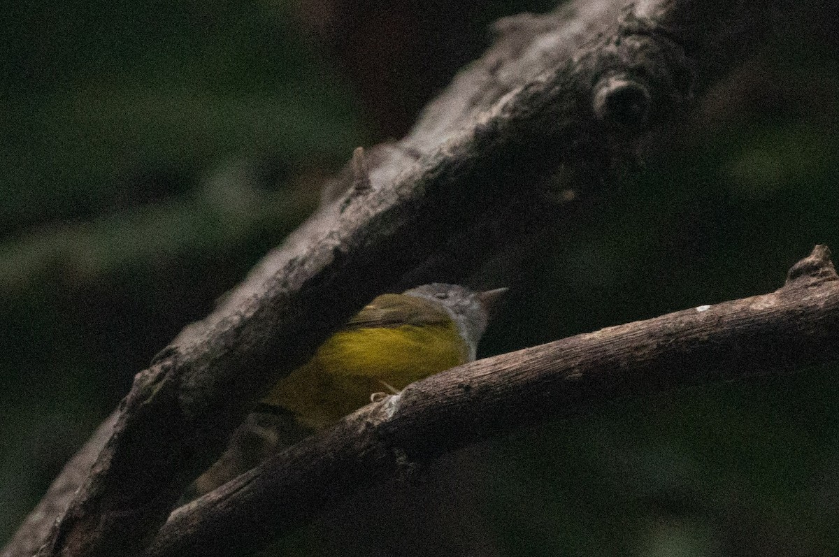 Gray-headed Canary-Flycatcher - Amresh Vaidya