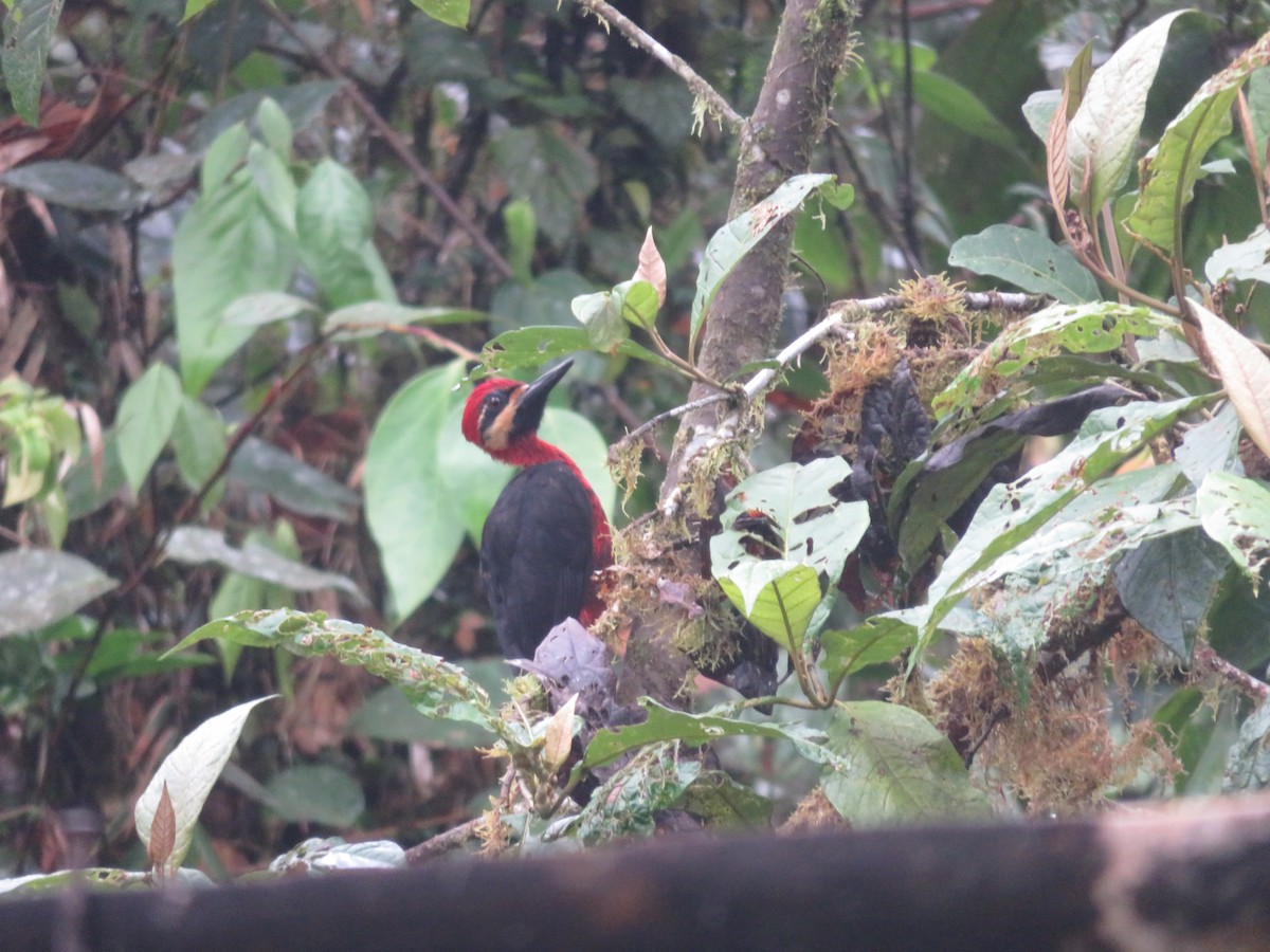 Crimson-bellied Woodpecker (Splendid) - ML579307981